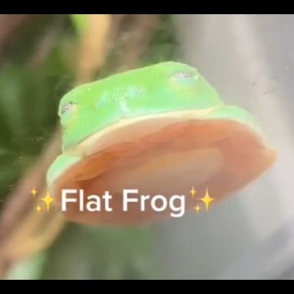 free_froggos